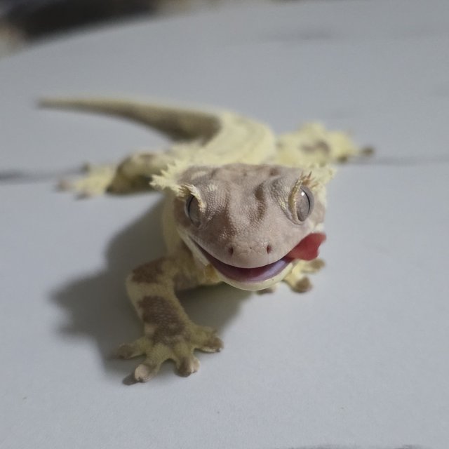 프라푸치노 풀핀