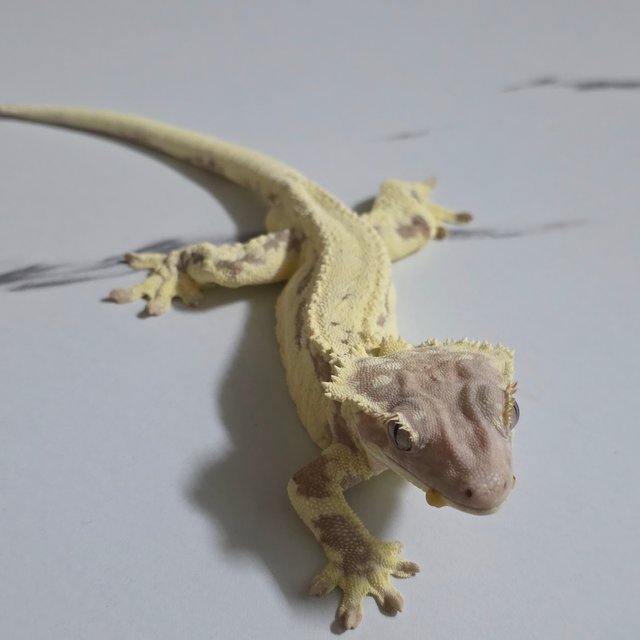 프라푸치노 풀핀