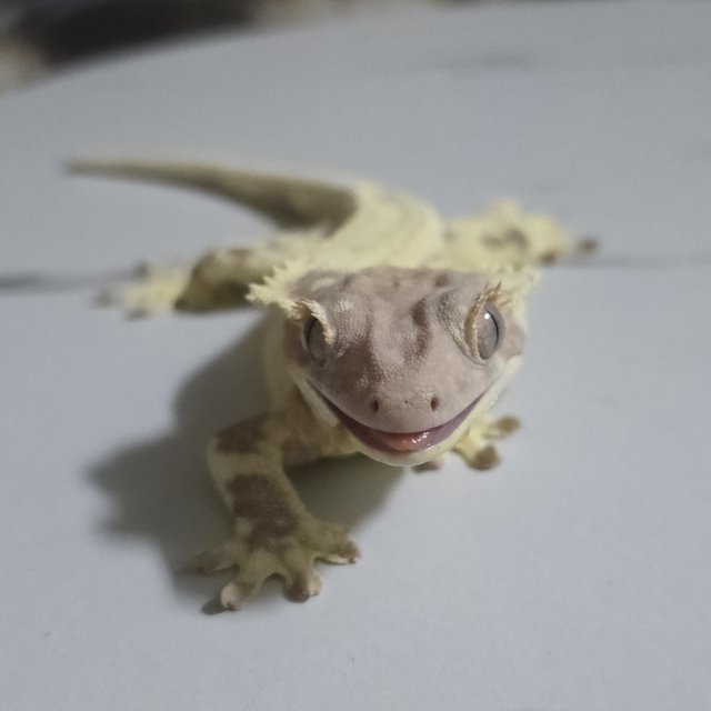 프라푸치노 풀핀