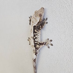 블랙 화이트 세이블