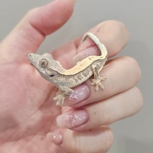 유키x토토로 킵