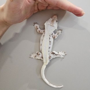 센