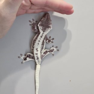 모로