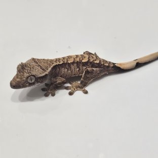 노멀 트라이 익스트림할리퀸 화이트스팟 화이트포트홀