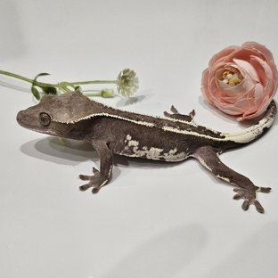 룬