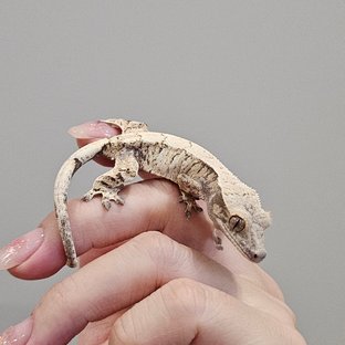 츄이x토토로 킵