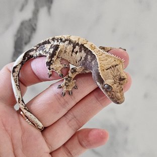 노멀 블랙 화이트 트라이 익스트림할리퀸