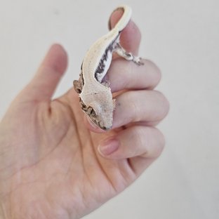 릴리 세이블 드리피 솔리드백 화이트스팟 풀핀