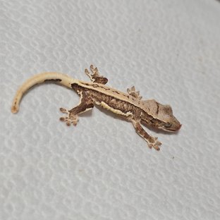 크림 크림시클 화이트 릴리화이트 옐로우