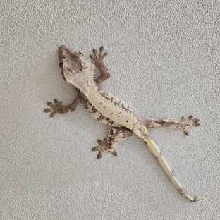 백호랑이 세이블