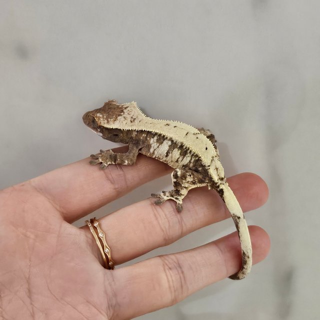 세이블 드리피 화이트스팟 화이트포트홀