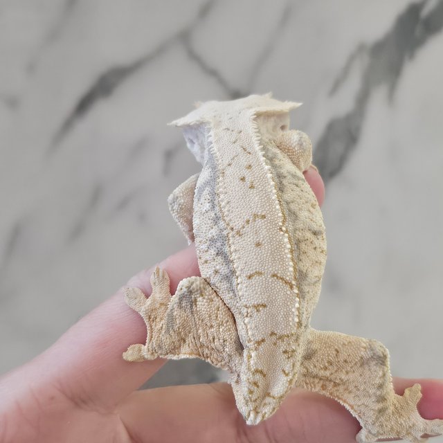 노멀 화이트스팟 드리피