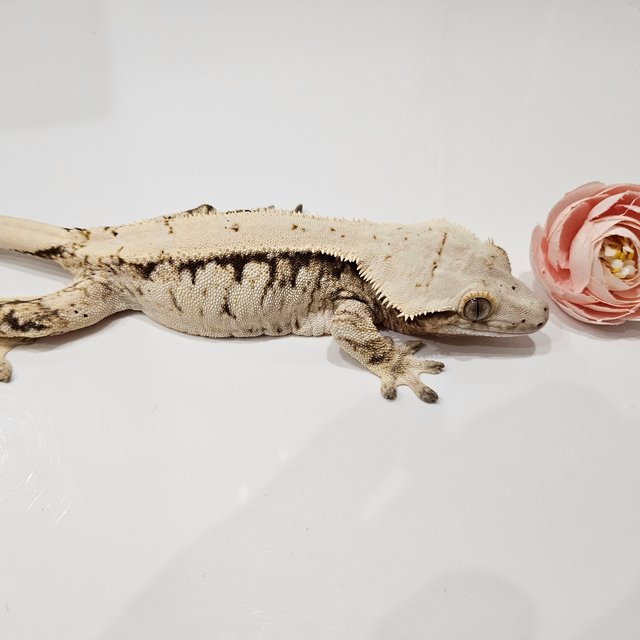 노멀 드리피 화이트스팟 화이트