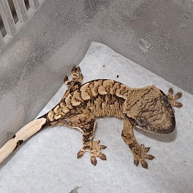 노멀 드리피 화이트스팟 트라이 익스트림할리퀸