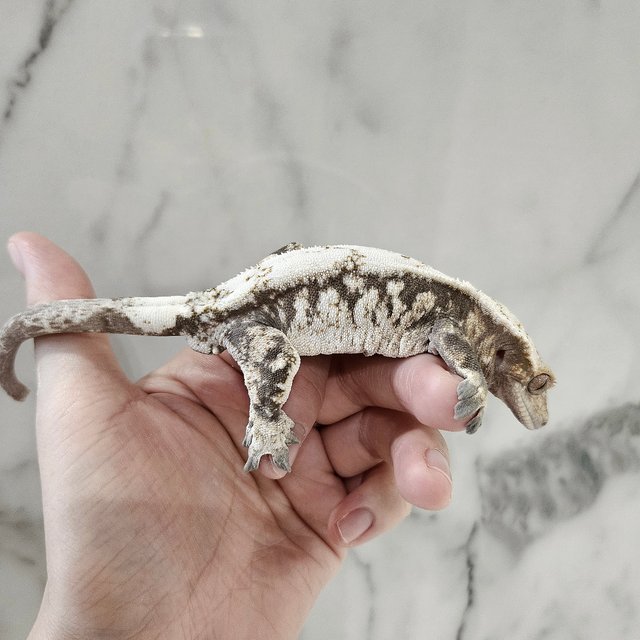 블랙 화이트 세이블