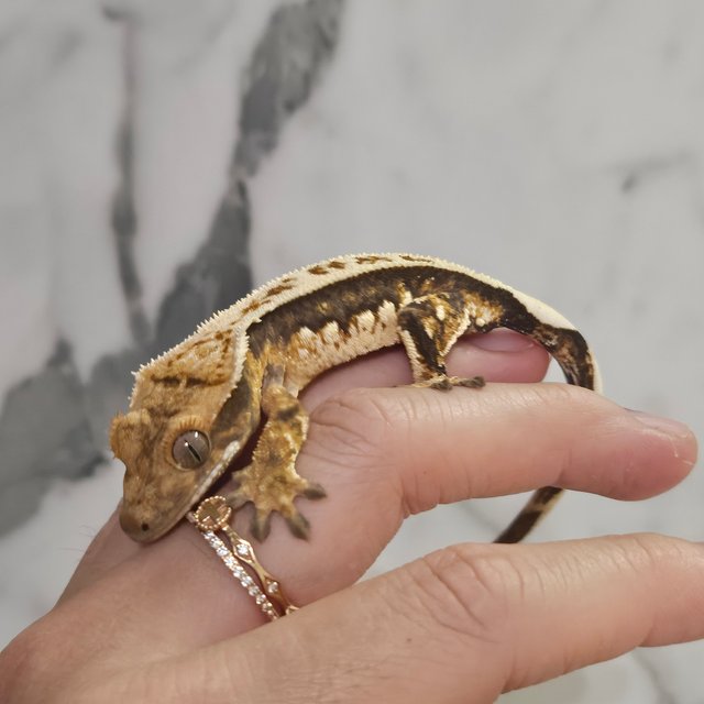 노멀 트라이 쿼드 풀핀 화이트핀