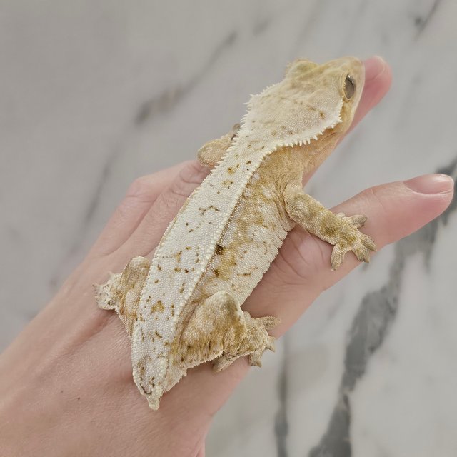 노멀 크림 크림시클 화이트