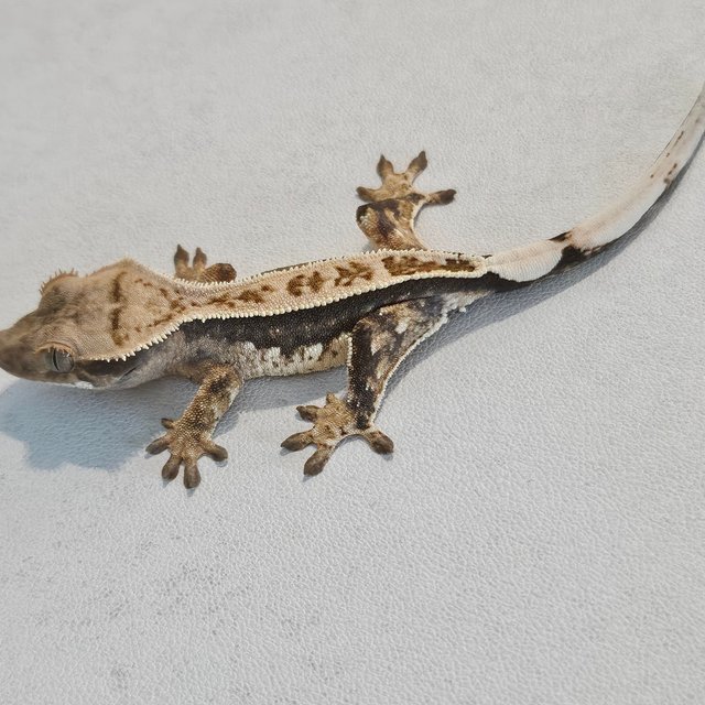 노멀 트라이 쿼드 풀핀 화이트핀