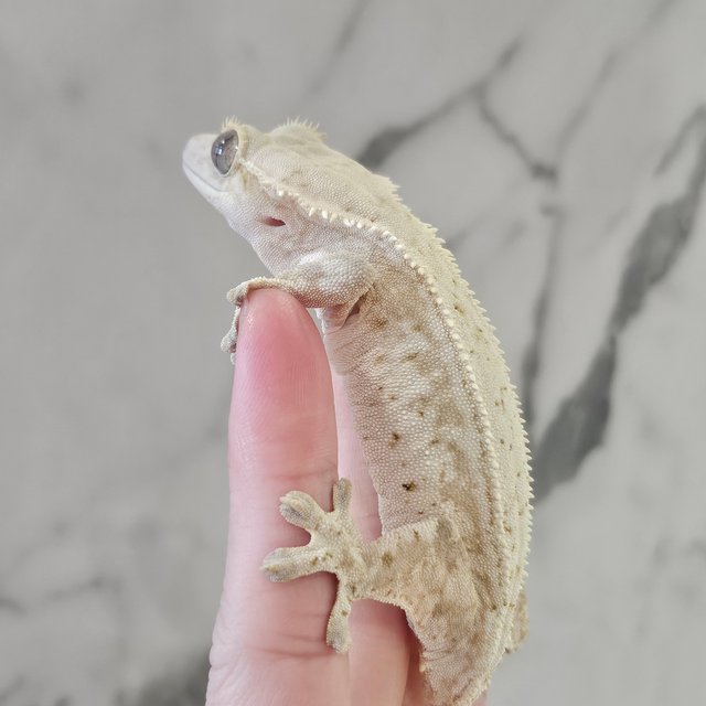 노멀 크림 크림시클 화이트