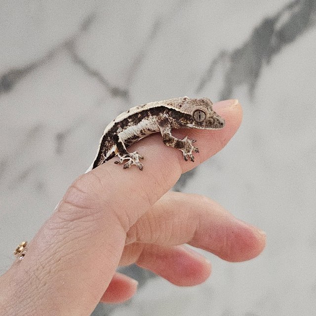 릴리 세이블 화이트