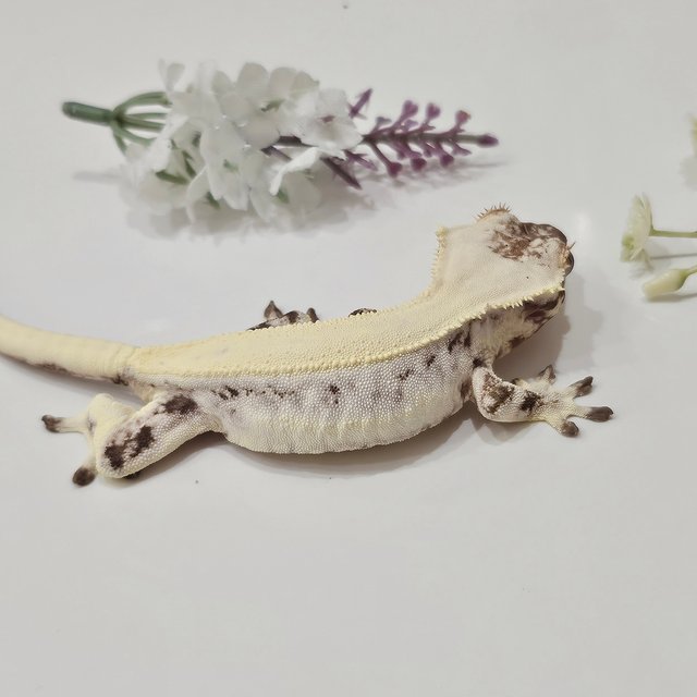 릴리 세이블 블랙 화이트