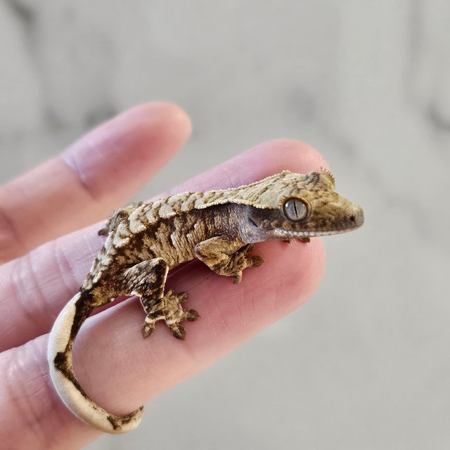 노멀 드리피 화이트스팟 트라이 익스트림할리퀸