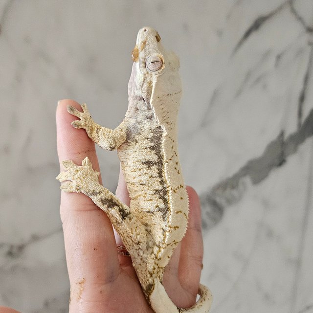 노멀 드리피 화이트스팟 트라이 익스트림할리퀸