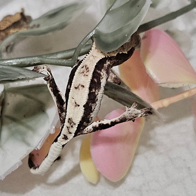 릴리 세이블 화이트