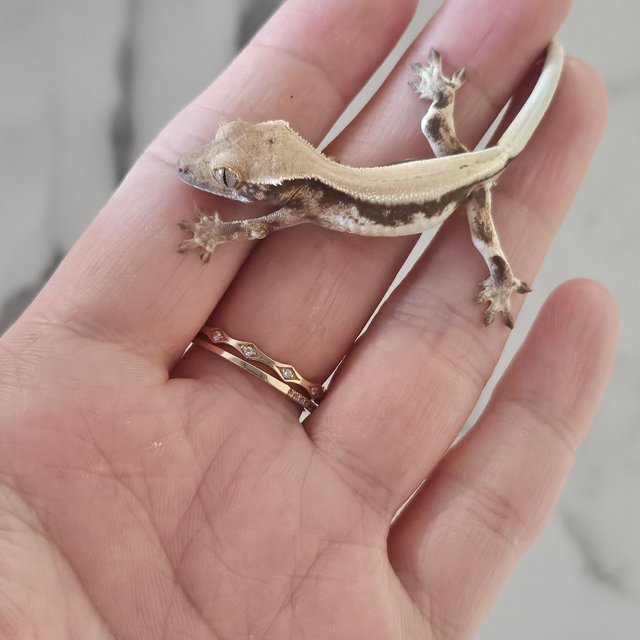 릴리 세이블 드리피 솔리드백 화이트스팟 풀핀