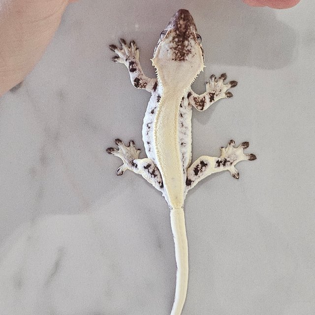 릴리 세이블 블랙 화이트