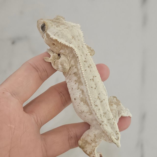 노멀 드리피 화이트스팟 크림 화이트 풀핀