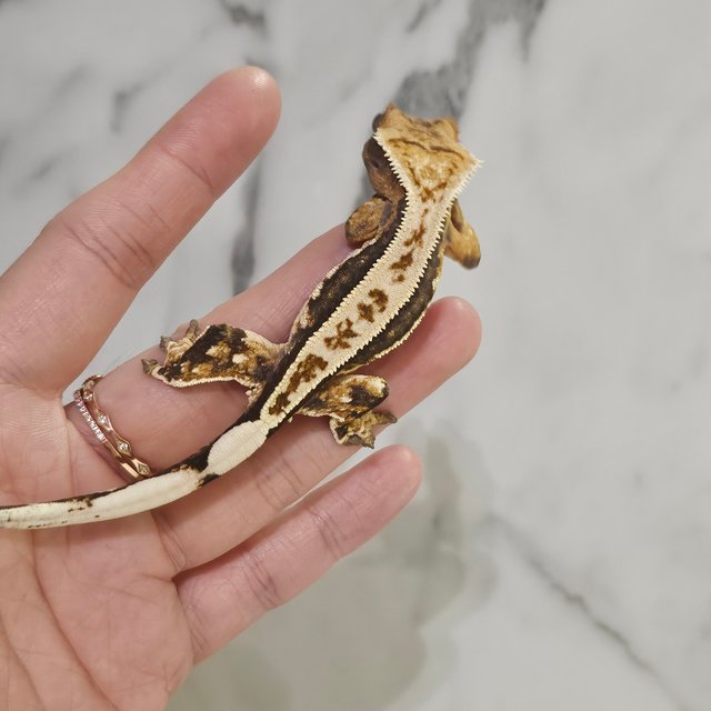 노멀 트라이 쿼드 풀핀 화이트핀