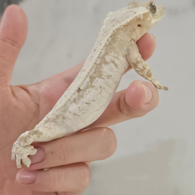 노멀 드리피 화이트스팟 크림 화이트 풀핀