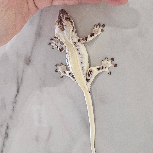 릴리 세이블 블랙 화이트