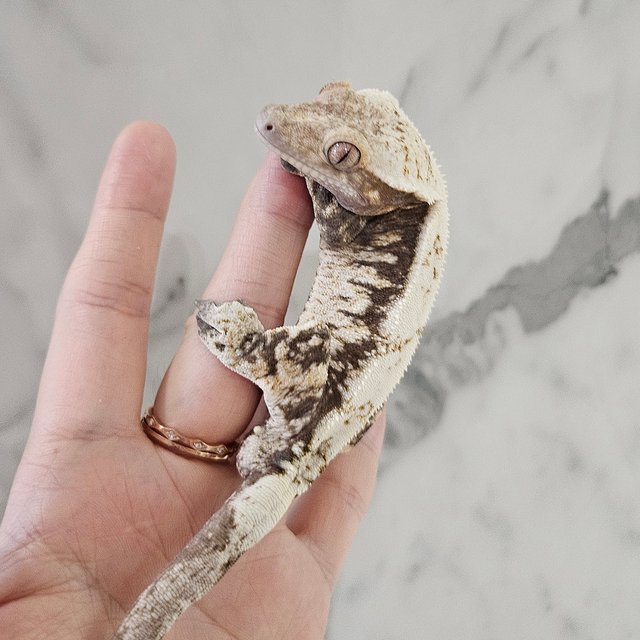 블랙 화이트 세이블