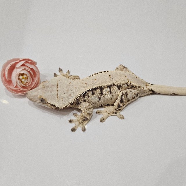 노멀 드리피 화이트스팟 화이트