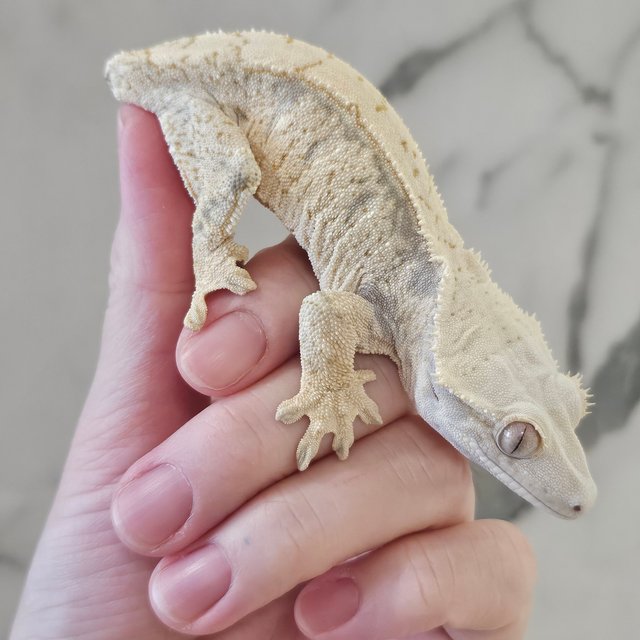 노멀 화이트스팟 드리피