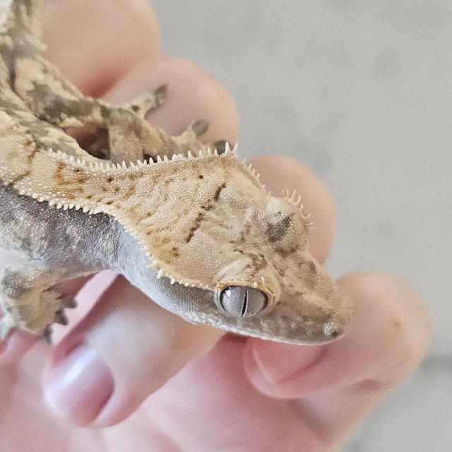 노멀 블랙 화이트 트라이 익스트림할리퀸