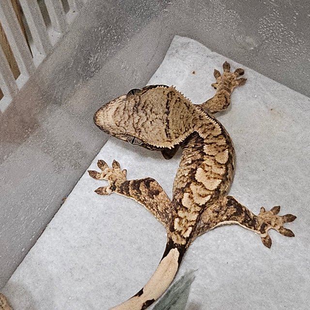 노멀 드리피 화이트스팟 트라이 익스트림할리퀸