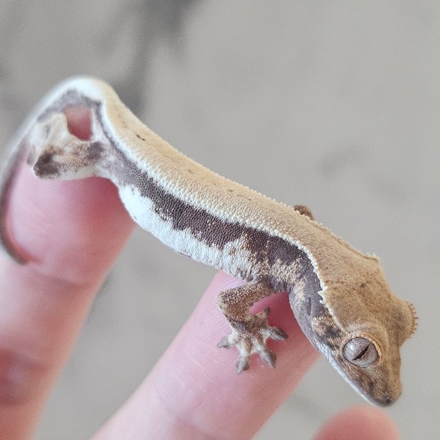 릴리 세이블 드리피 솔리드백 화이트스팟 풀핀