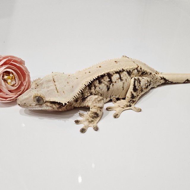 노멀 드리피 화이트스팟 화이트