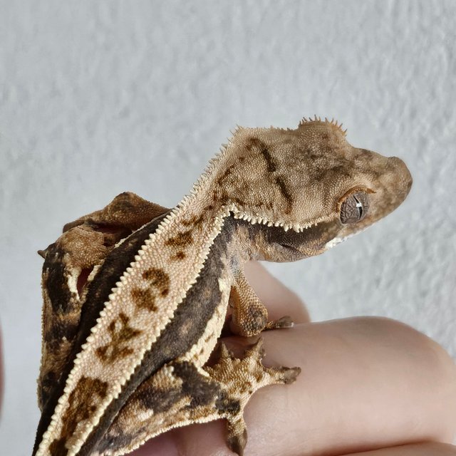 노멀 트라이 쿼드 풀핀 화이트핀