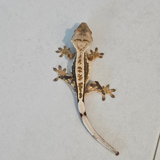 노멀 트라이 쿼드 풀핀 화이트핀