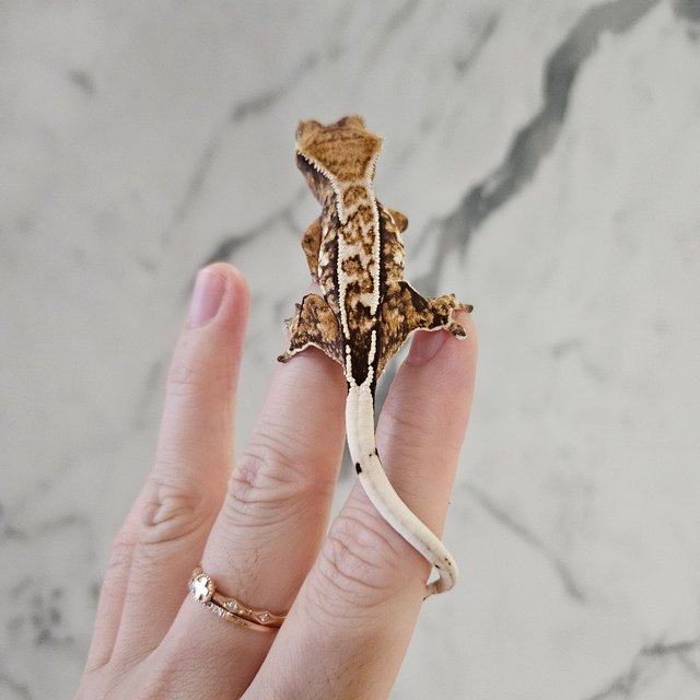 노멀 화이트스팟 화이트포트홀 트라이 화이트핀