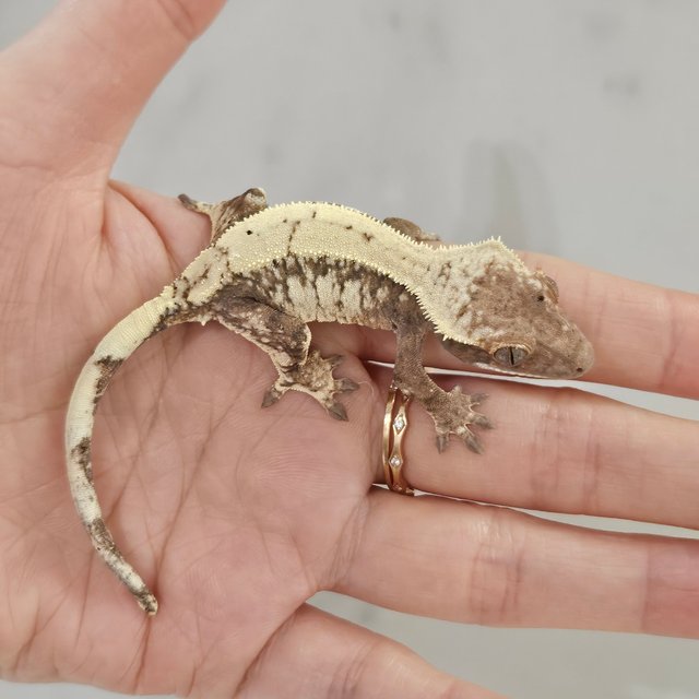 세이블 드리피 화이트스팟 화이트포트홀