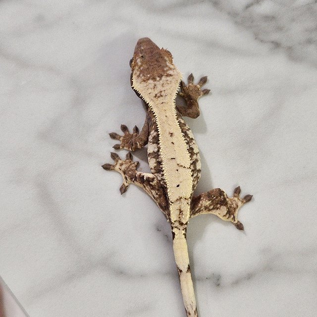 세이블 드리피 화이트스팟 화이트포트홀