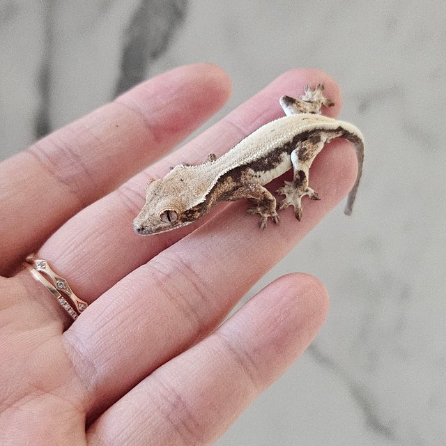 릴리 세이블 드리피 솔리드백 화이트스팟 풀핀