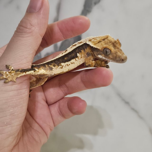 노멀 트라이 쿼드 풀핀 화이트핀