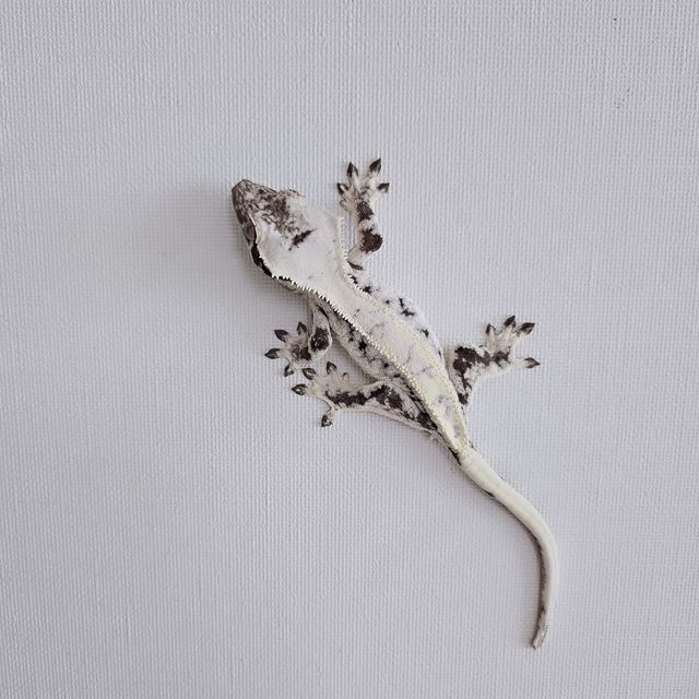 릴리 세이블