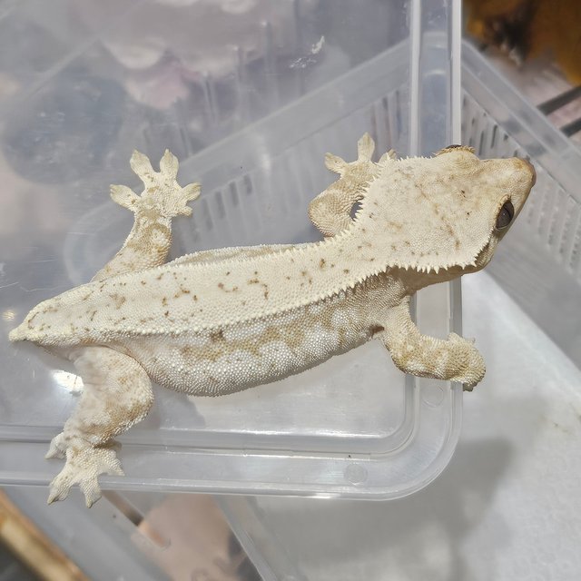 노멀 드리피 화이트스팟 크림 화이트 풀핀